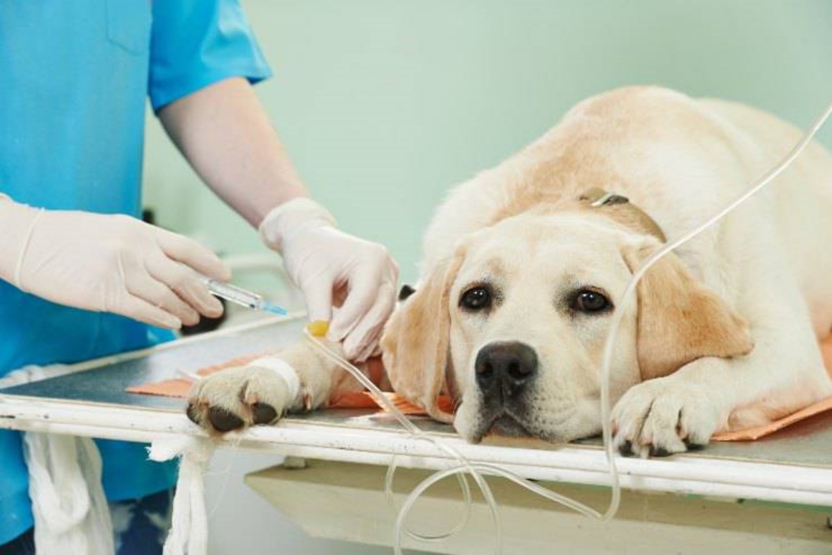 Funzioni pancreas nel cane 