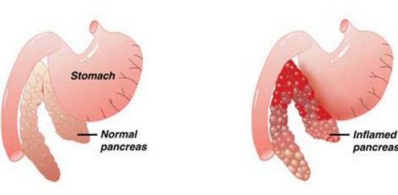 Funzioni pancreas nel cane