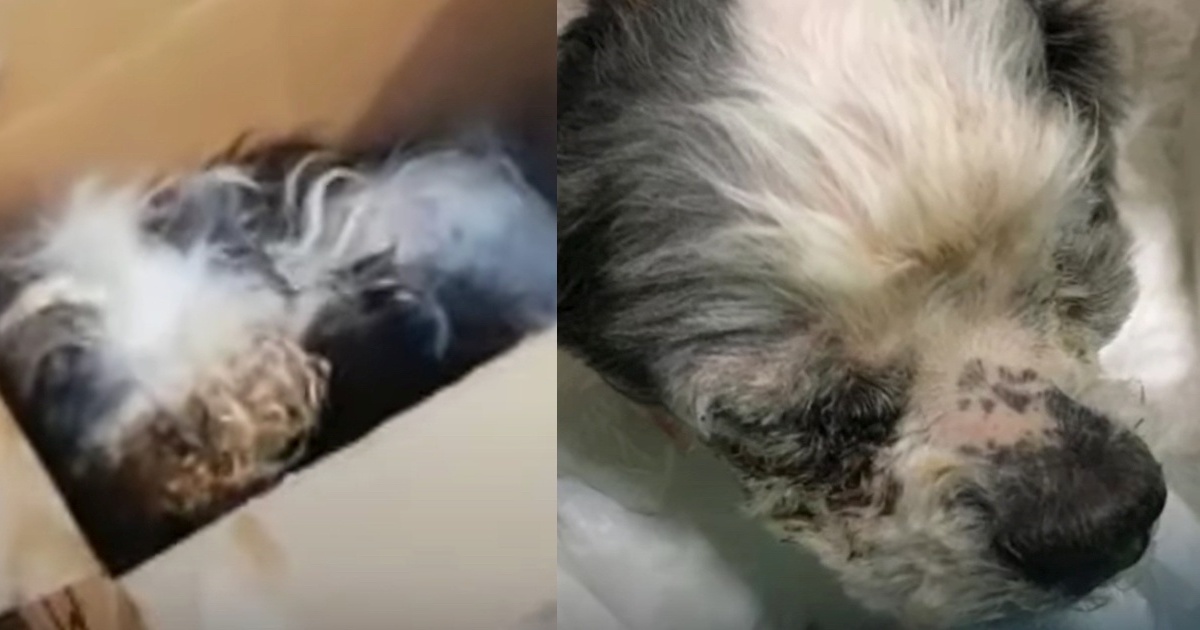 Abbandonata in uno scatolone, la cagnolina Peonia salvata in extremis