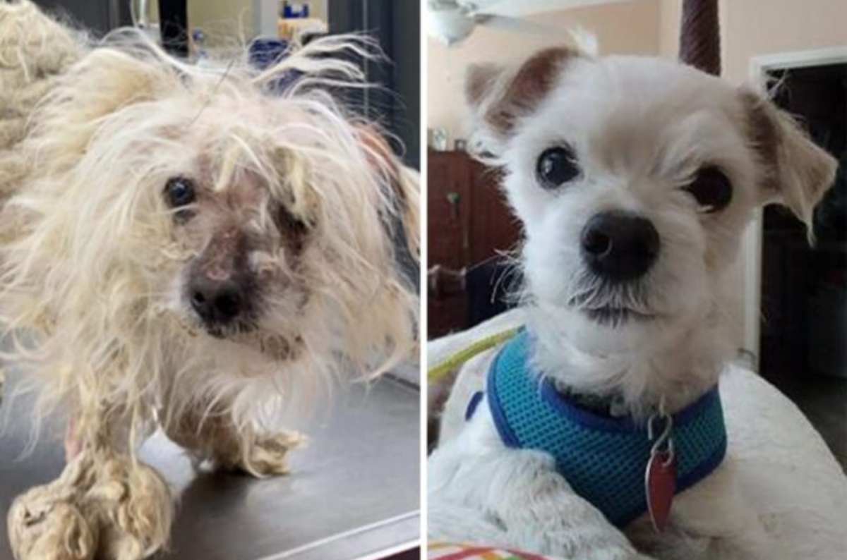 La storia di Scruffy, il cagnolino imprigionato nel suo pelo