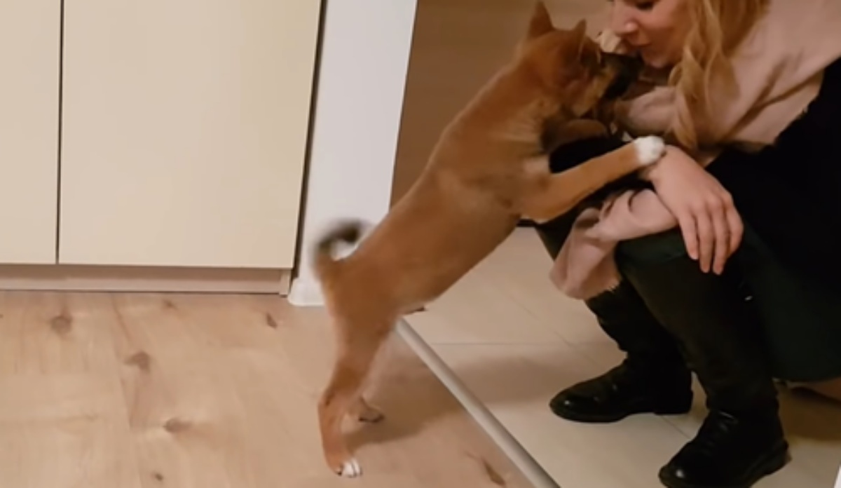 Il video dello Shiba Inu