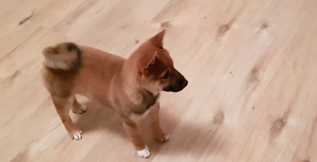 Il video dello Shiba Inu