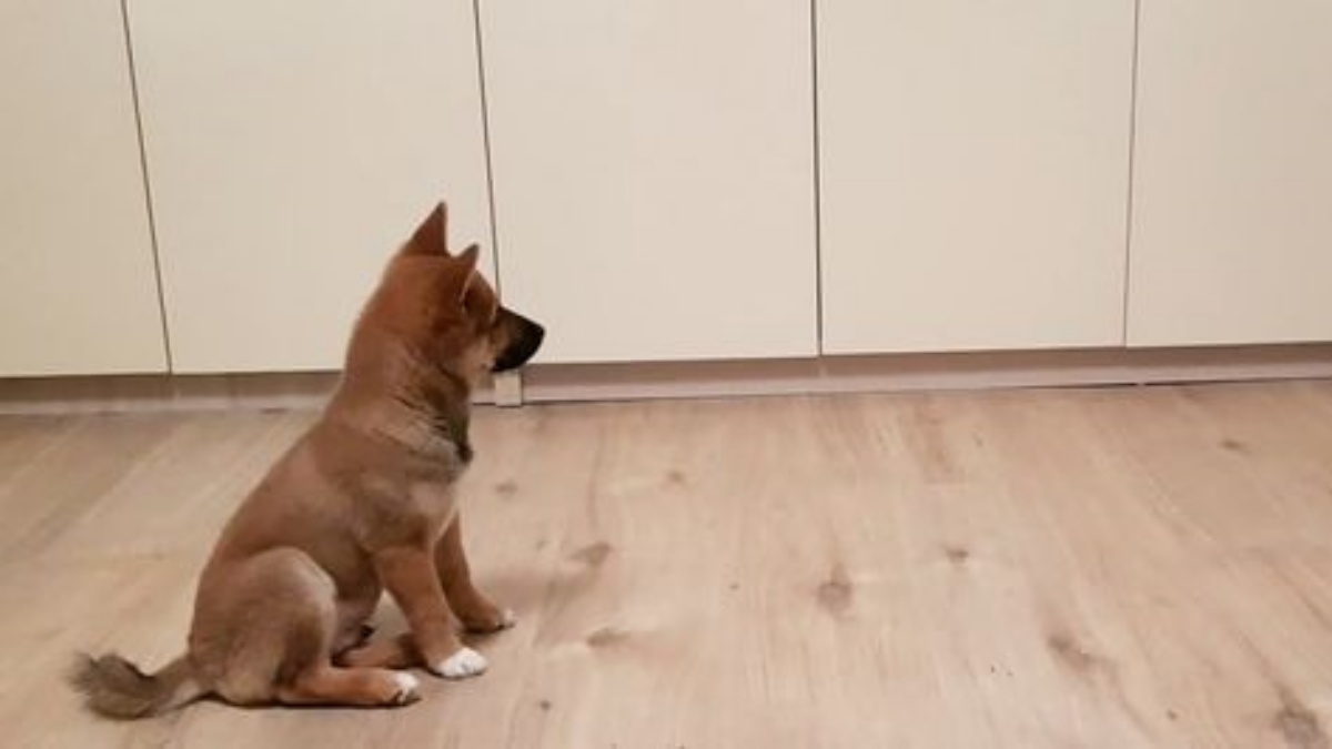 Lo Shiba Inu che attende impaziente il ritorno della sua mamma