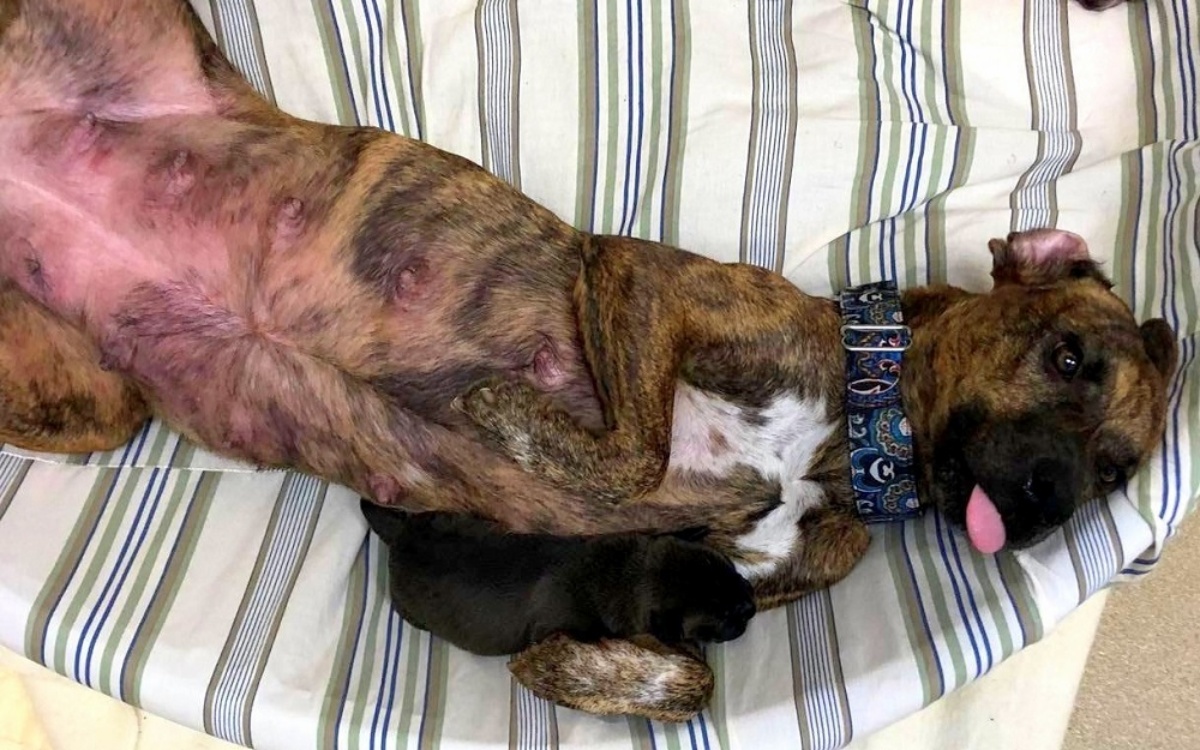 Cagnolina incinta vaga per le strade in cerca di cibo: la storia di Stella