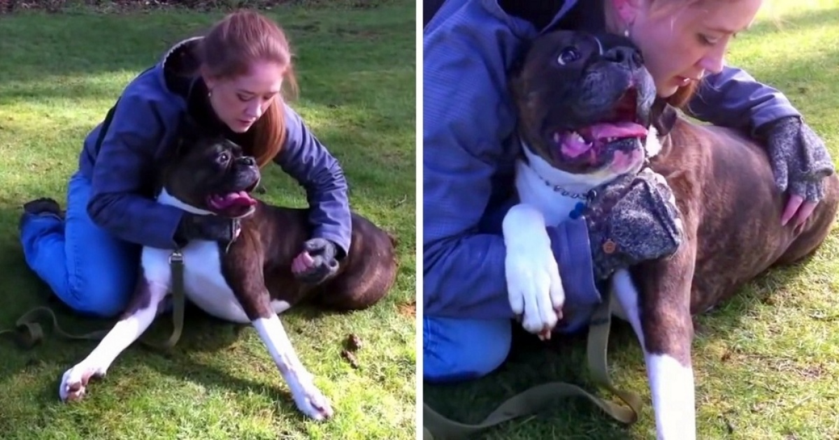 Sugar, il cagnolino salvato grazie al massaggio cardiaco