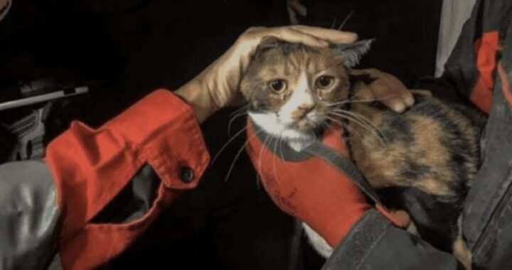 Umut, il gattino salvato da sotto le macerie