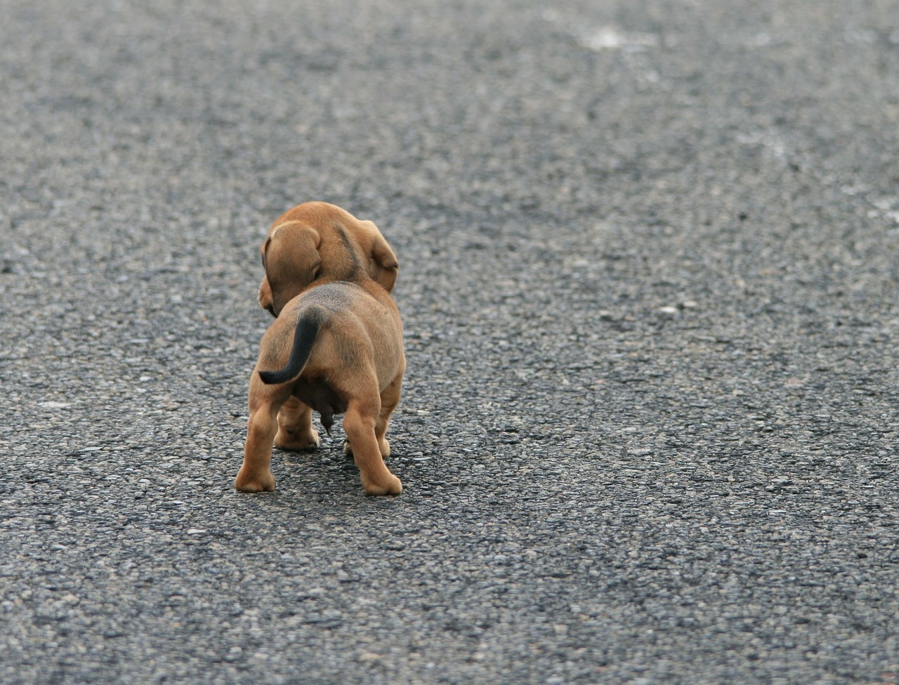 cane con la corda al collo