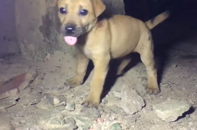 Cucciolo liberato dalla cord