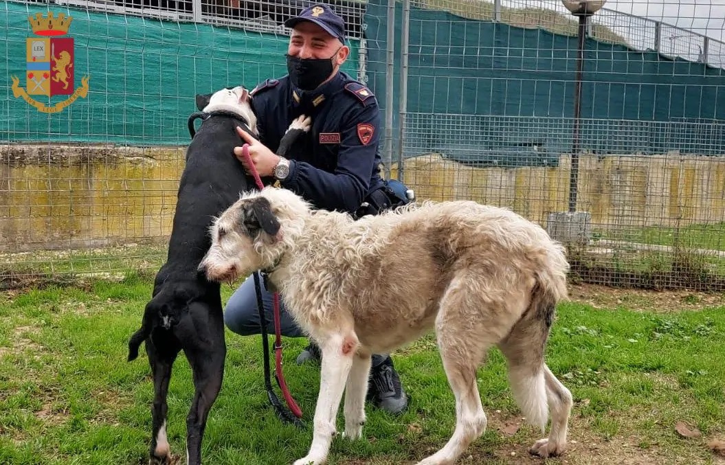 Il salvataggio di due cuccioli