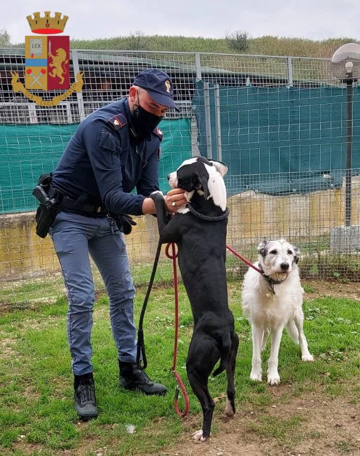 Pit bull e meticcio con poliziotto