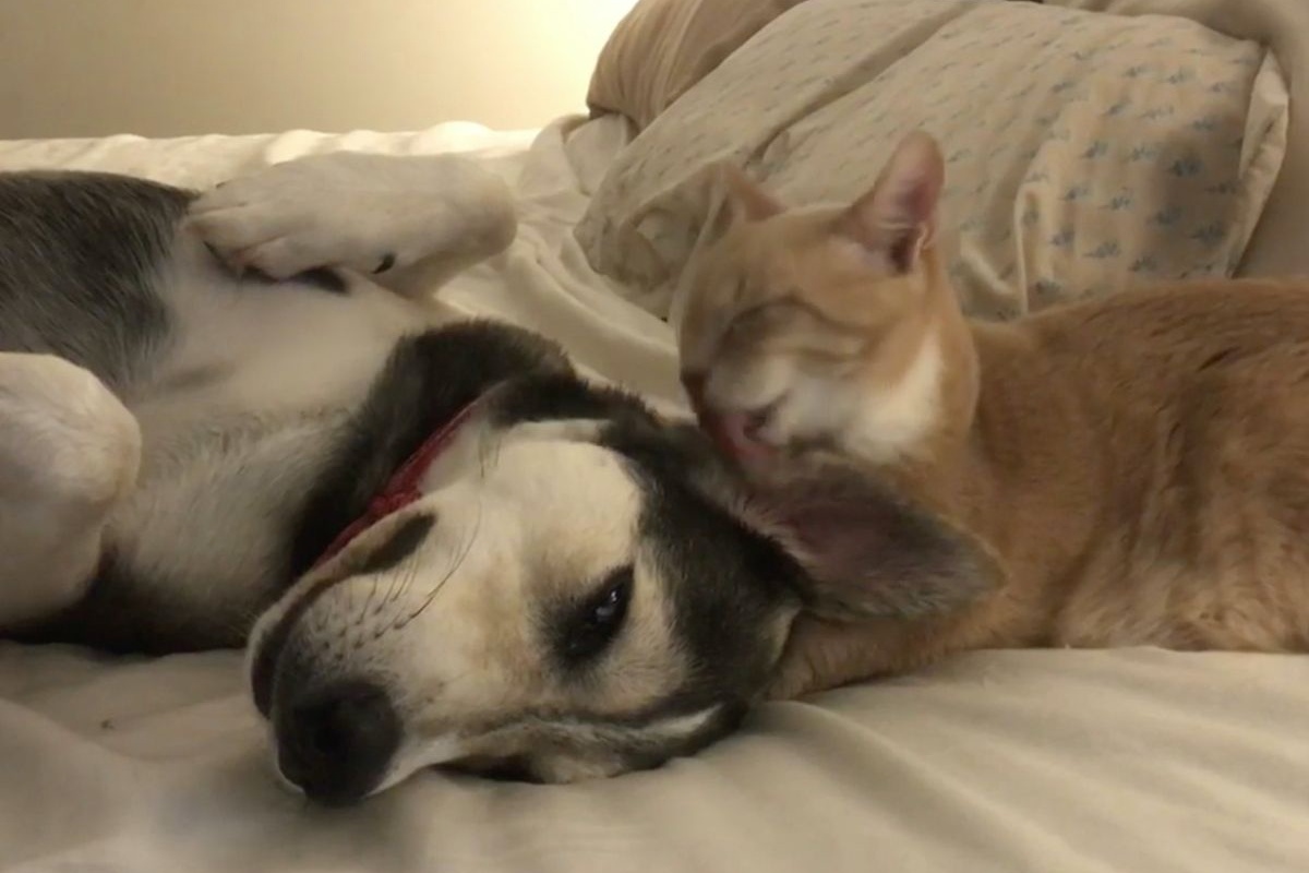 Il legame nato tra il gatto Alfredo e il cane Picasso