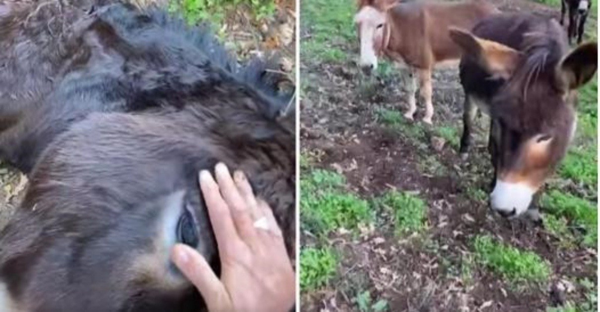 Cacciatore uccide asina di Andrea Lo Cicero