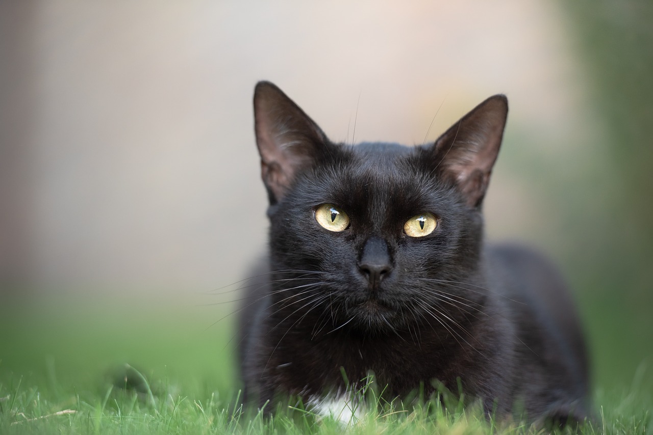 Gatto nella casa abbandonata