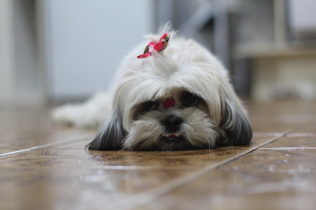Bambina offre ricompensa a chi trova il cane