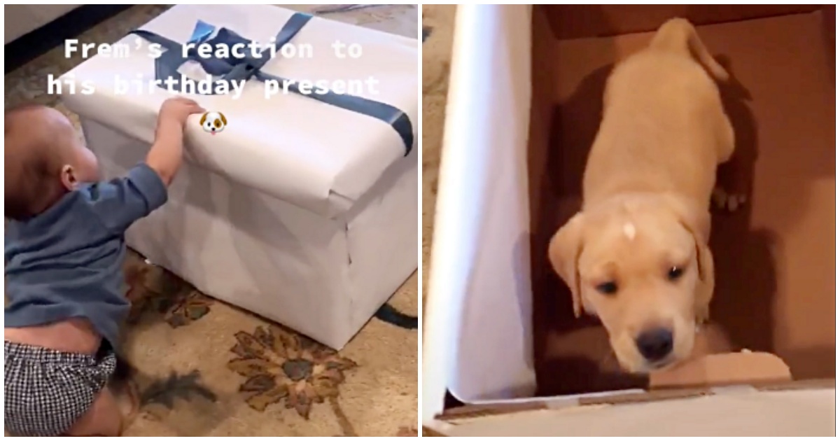 Bambino riceve un cagnolino in regalo per il suo compleanno