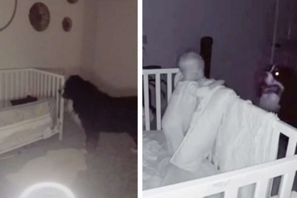 Il legame nato tra il cane Berkley e la piccola Elainey
