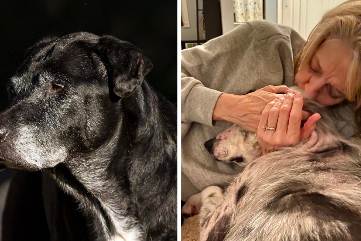 La meravigliosa iniziativa di Brad e Kay Jones, per i cani anziani