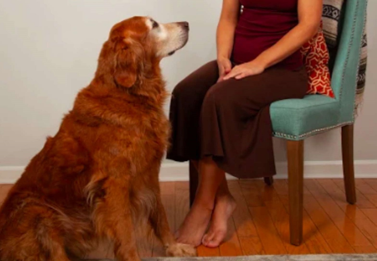Buster, l’annuncio di cane smarrito più dolce che leggerete