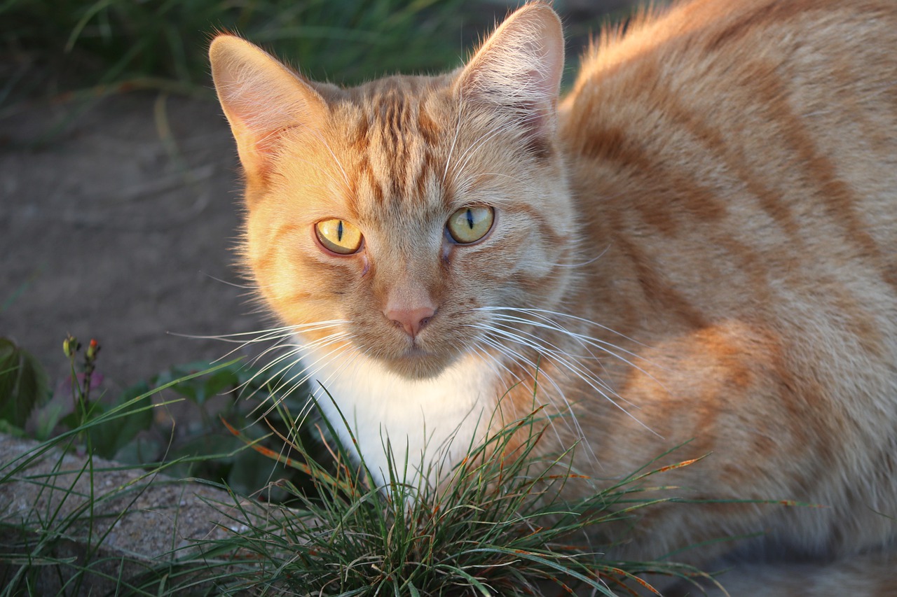 Uomo salva il gattino da un canale