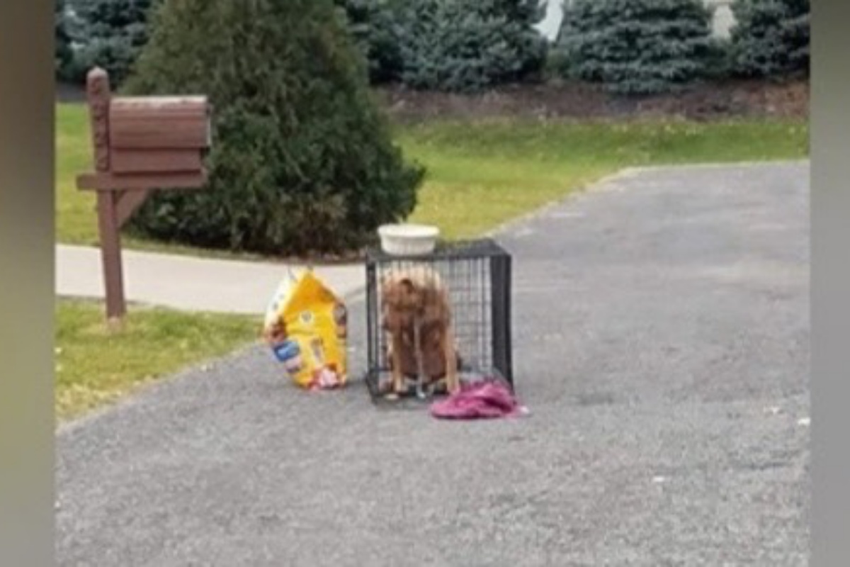 Cane abbandonato in una gabbia: ha trovato una nuova casa