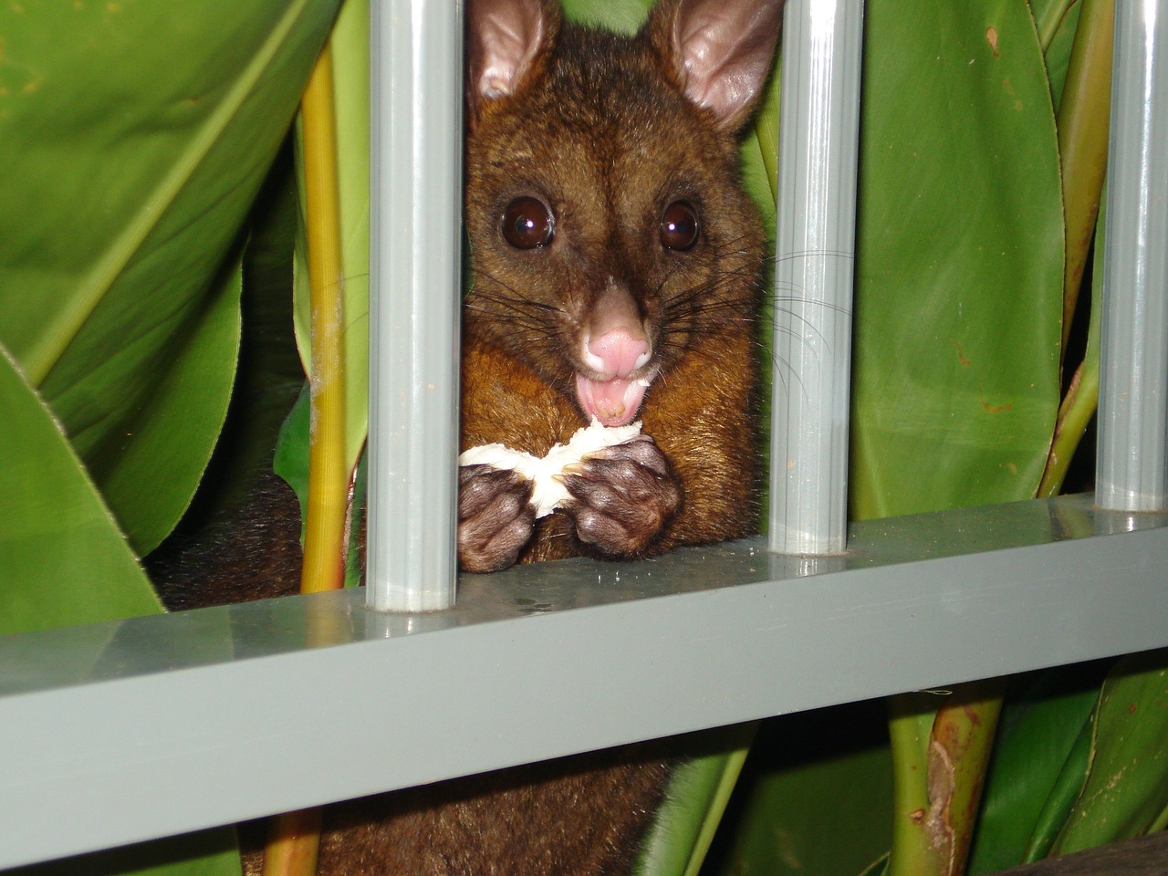 Cane adotta dei piccoli opossum orfani