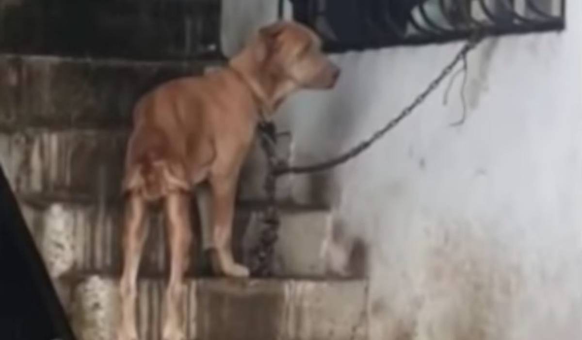 Non poteva muoversi il cane legato a una catena corta e pesante