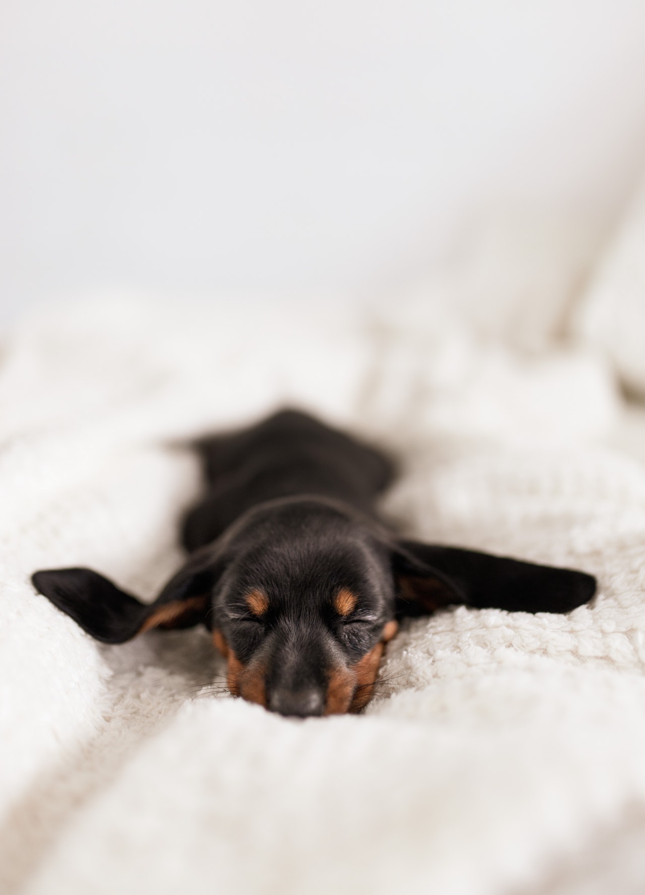 cane-sul-letto-casa