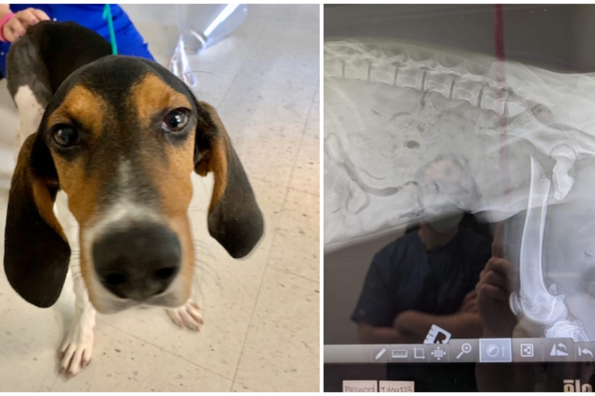 Cash il cane portato nella clinica per essere sottoposto ad eutanasia