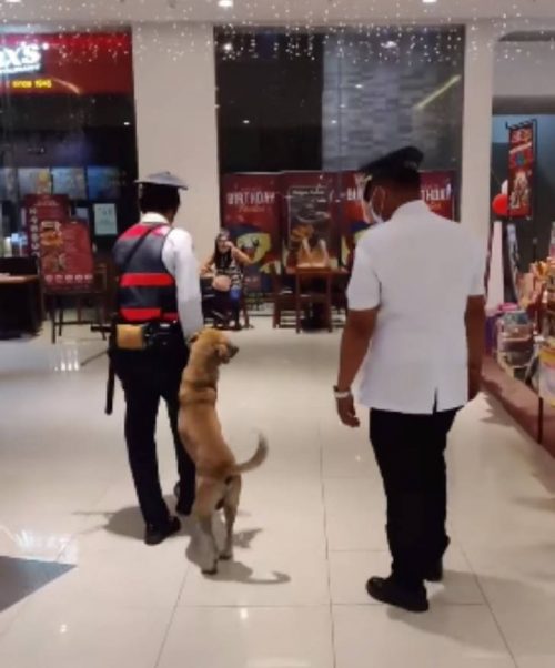 Cane riposa nel centro commerciale