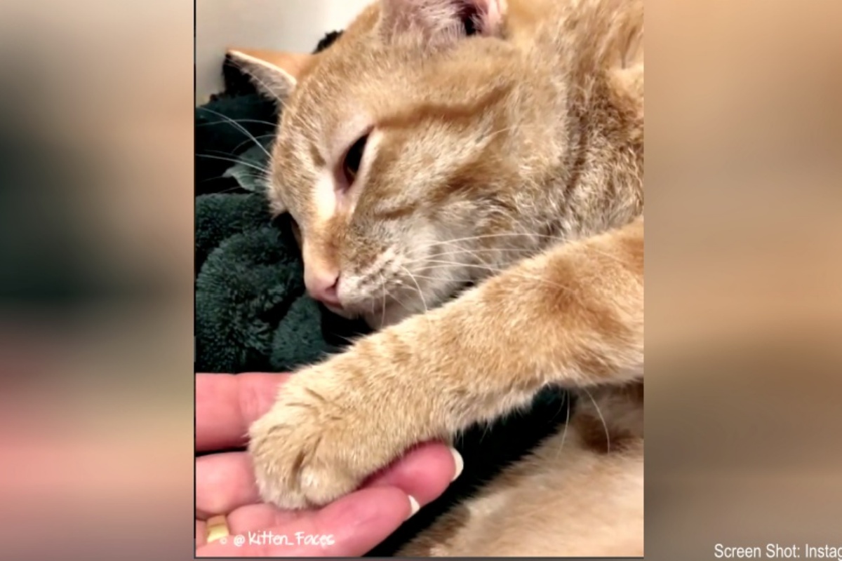 Chi Chi, la gattina portata al rifugio per essere sottoposta ad eutanasia