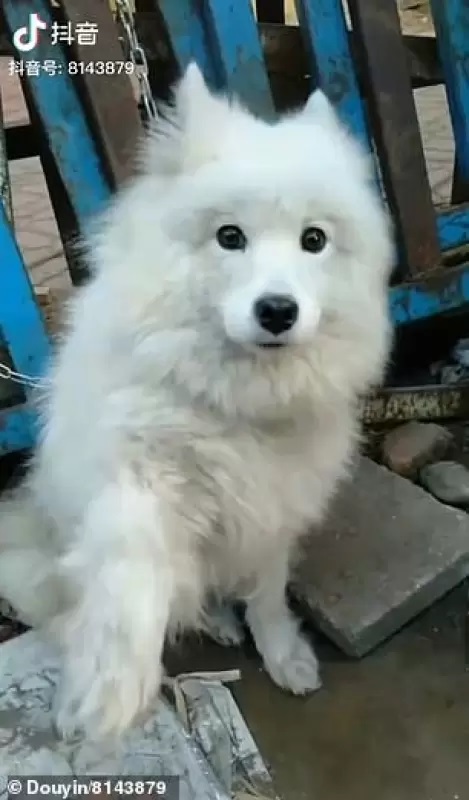 Cucciolo in cerca di protezione