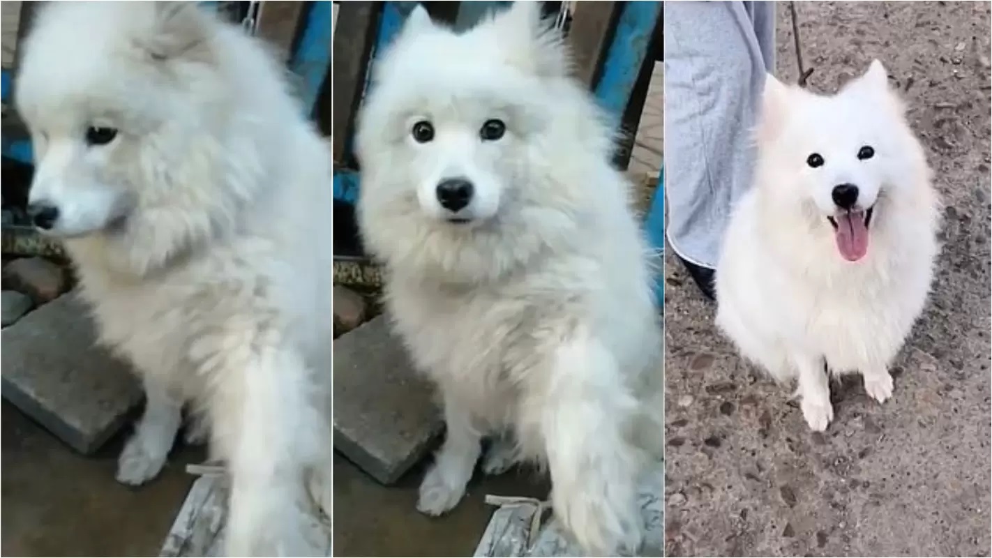 Cucciolo ringrazia il suo salvatore