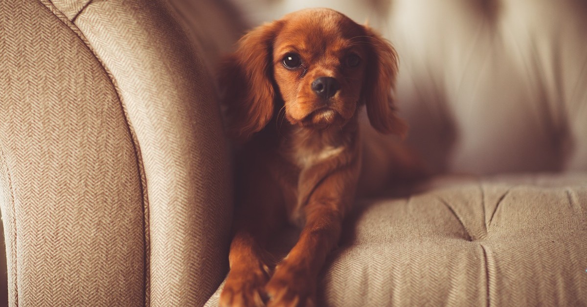 Come pulire la pipì del cane dal divano? Trucchi per eliminare macchie e odori
