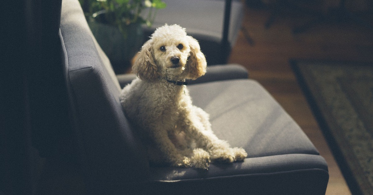 come pulire la pipì del cane dal divano