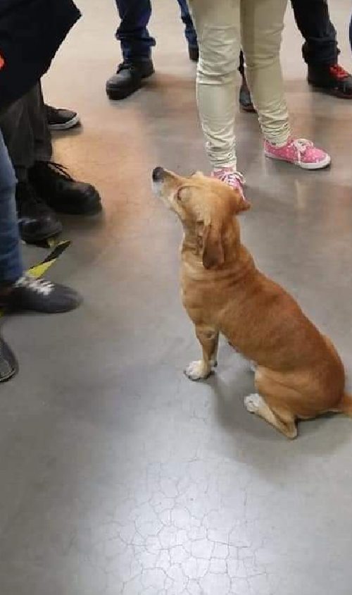 Cucciolo aiutato da una donna