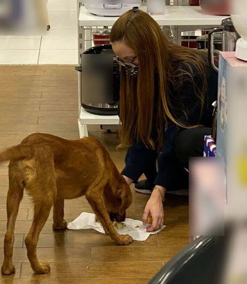 Donna aiuta il cucciolo di strada