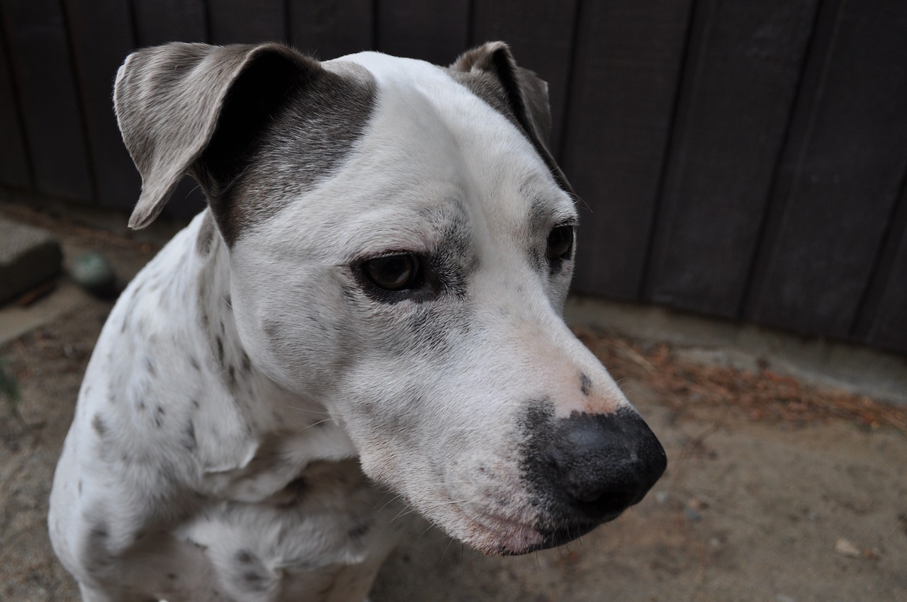 Condannato a morte il pit bull trovato solo in strada