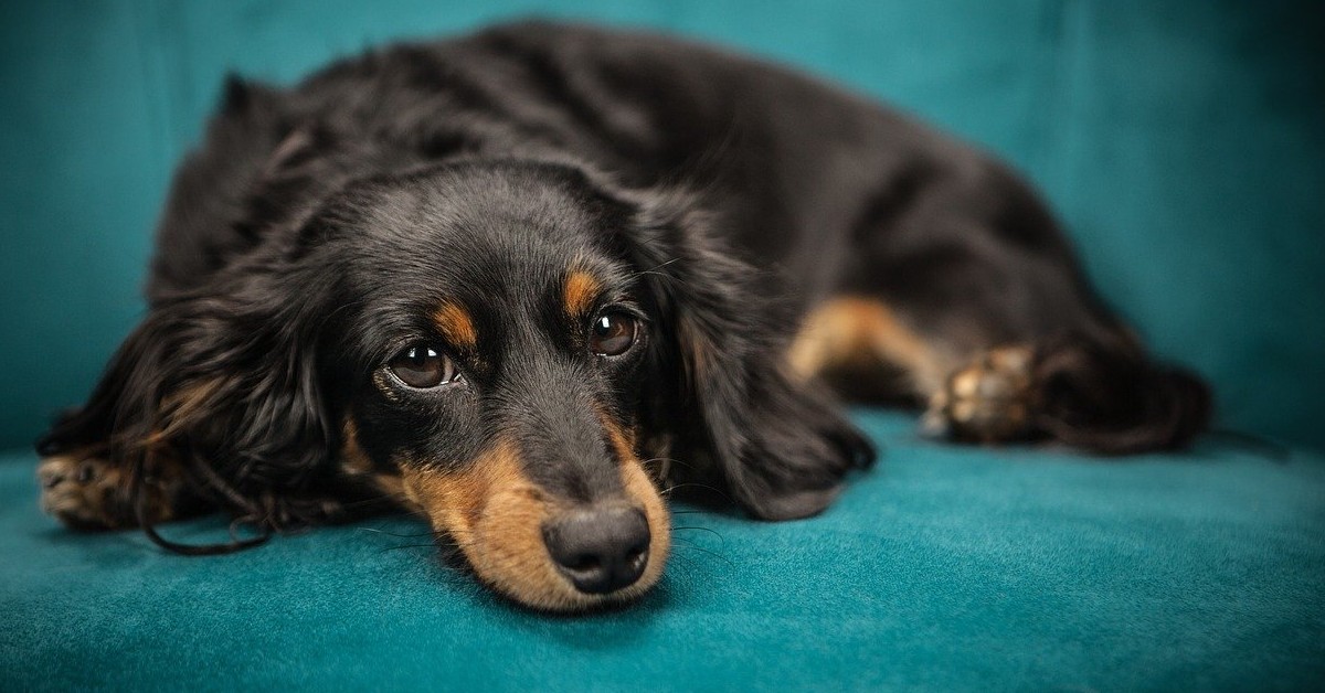 consigli su come pulire la pipì del cane dal divano