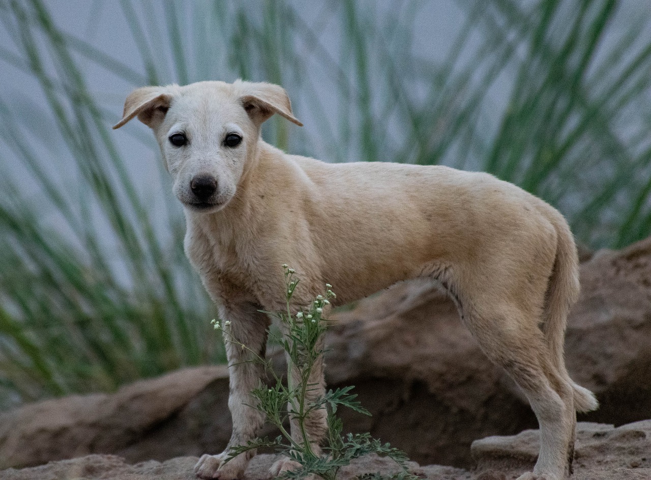 Cane senza una zampa