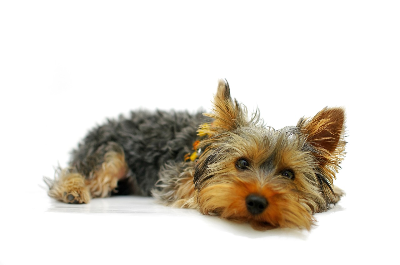 Cosa fa il parrucchiere se il cane non smette di urlare