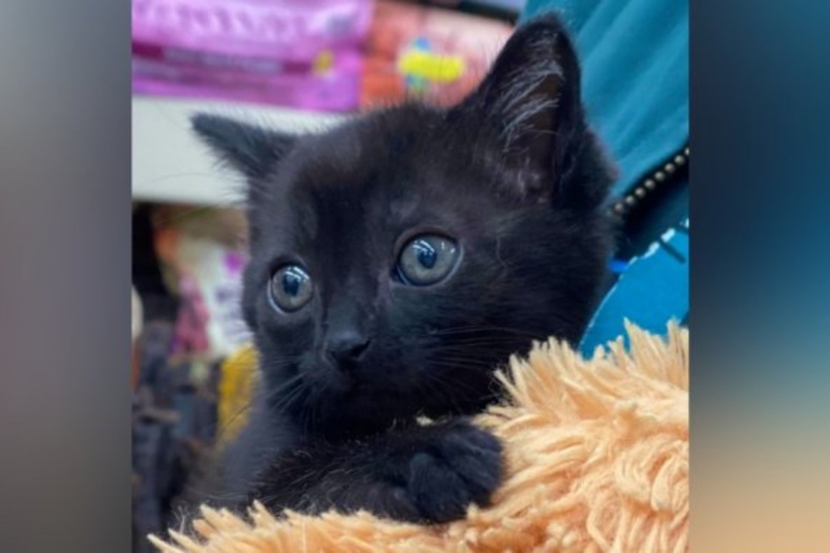 Il salvataggio di Cricket, la gattina innamorata del suo orsacchiotto di peluche