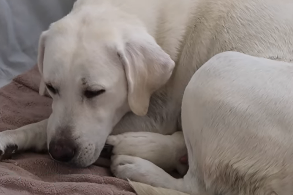 Daisy Duke la cagnolina che si prende cura del suo cucciolo più piccolo