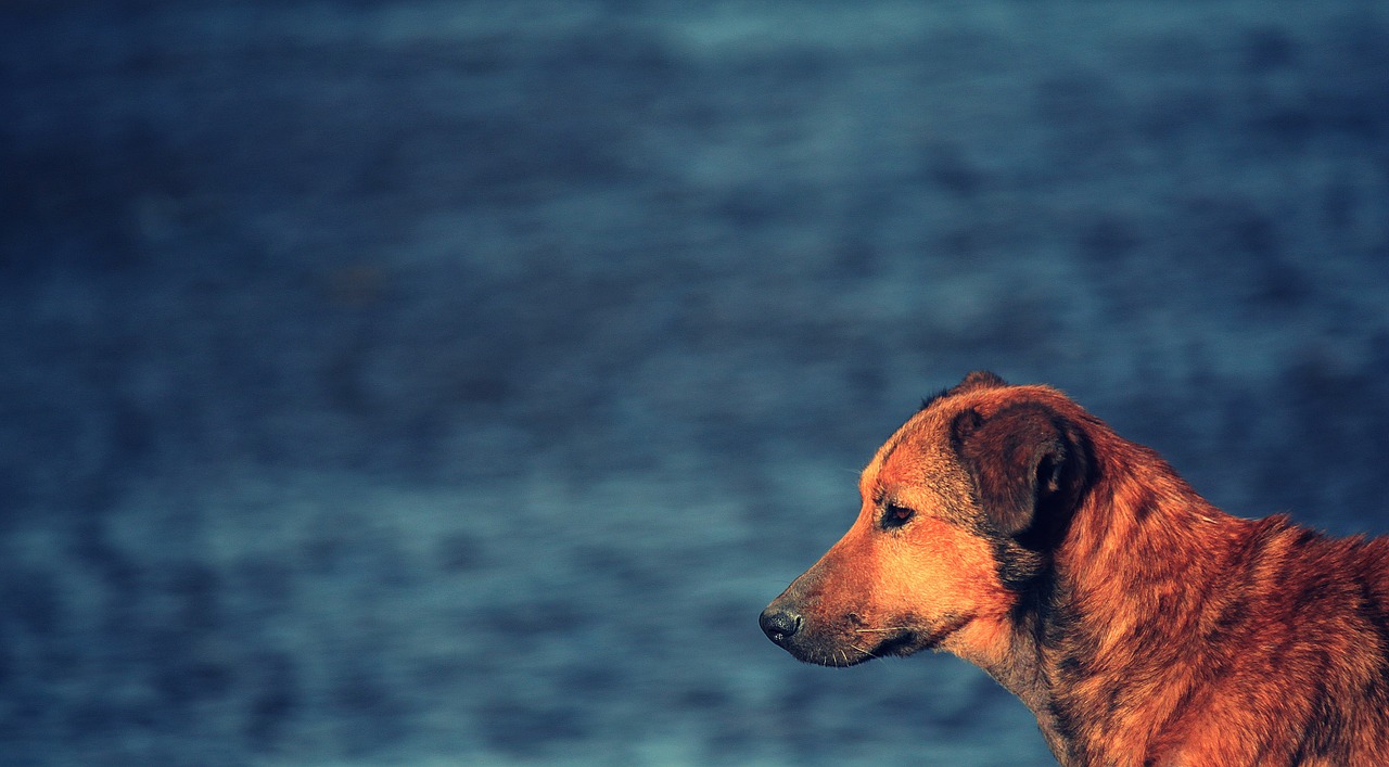 Disperato cane salva la proprietaria tirandola per i capelli