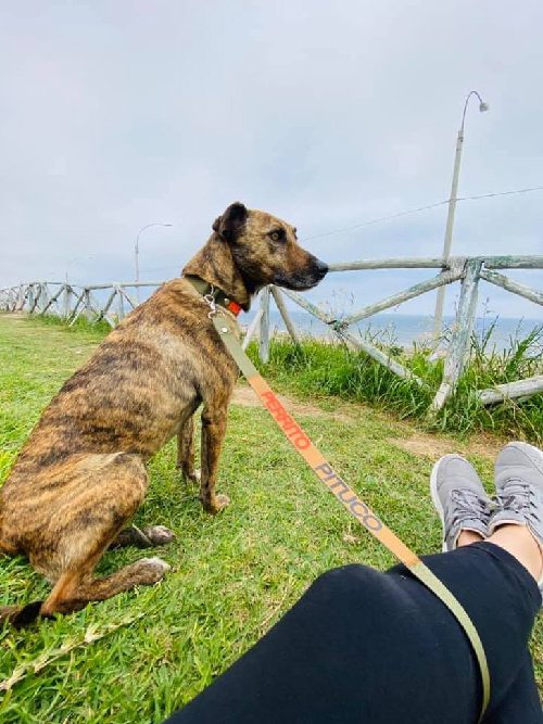 Rupert fuori dal rifugio Voz Animal de Peru