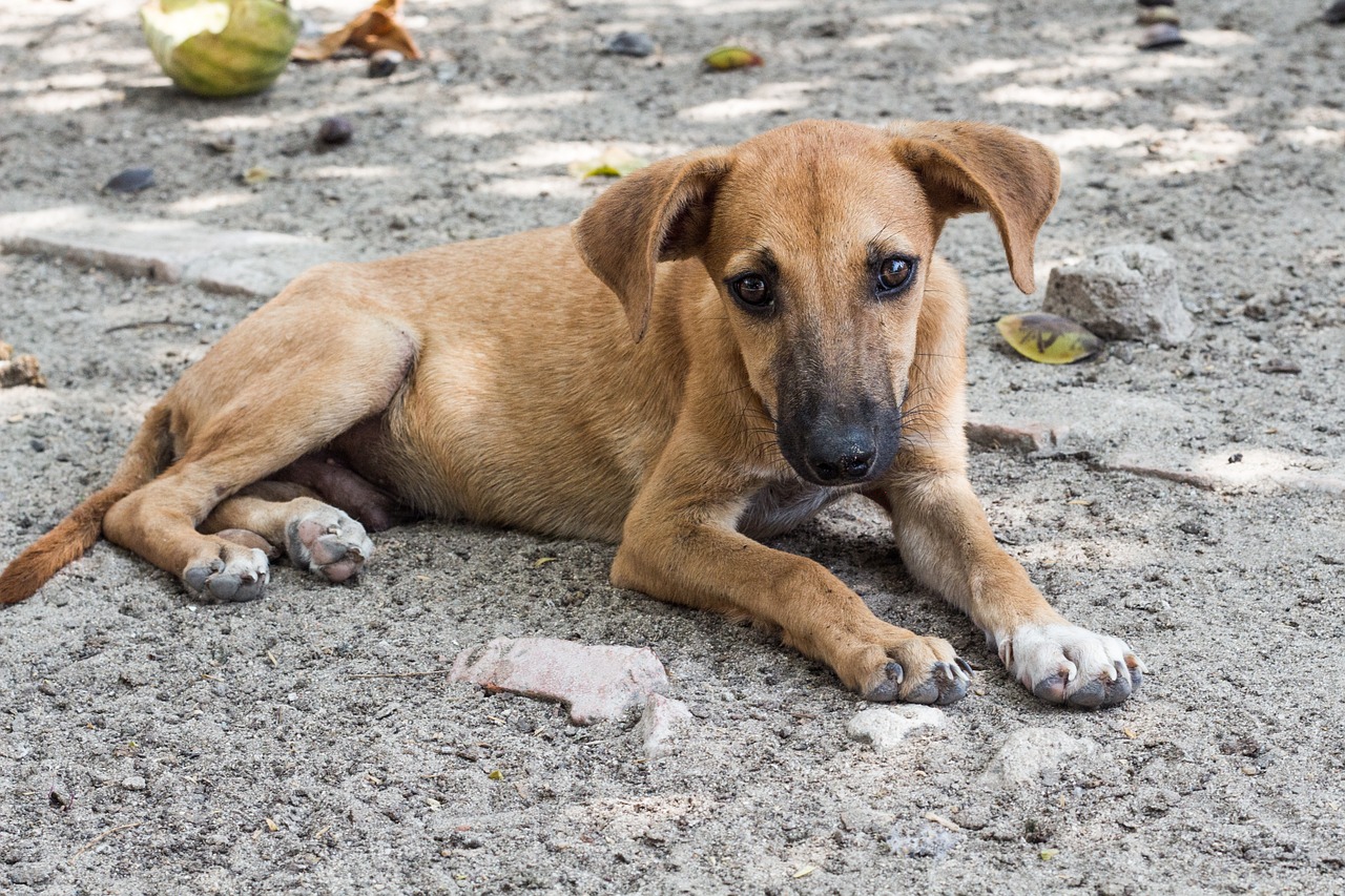 Cane con una scritta sulla pelliccia