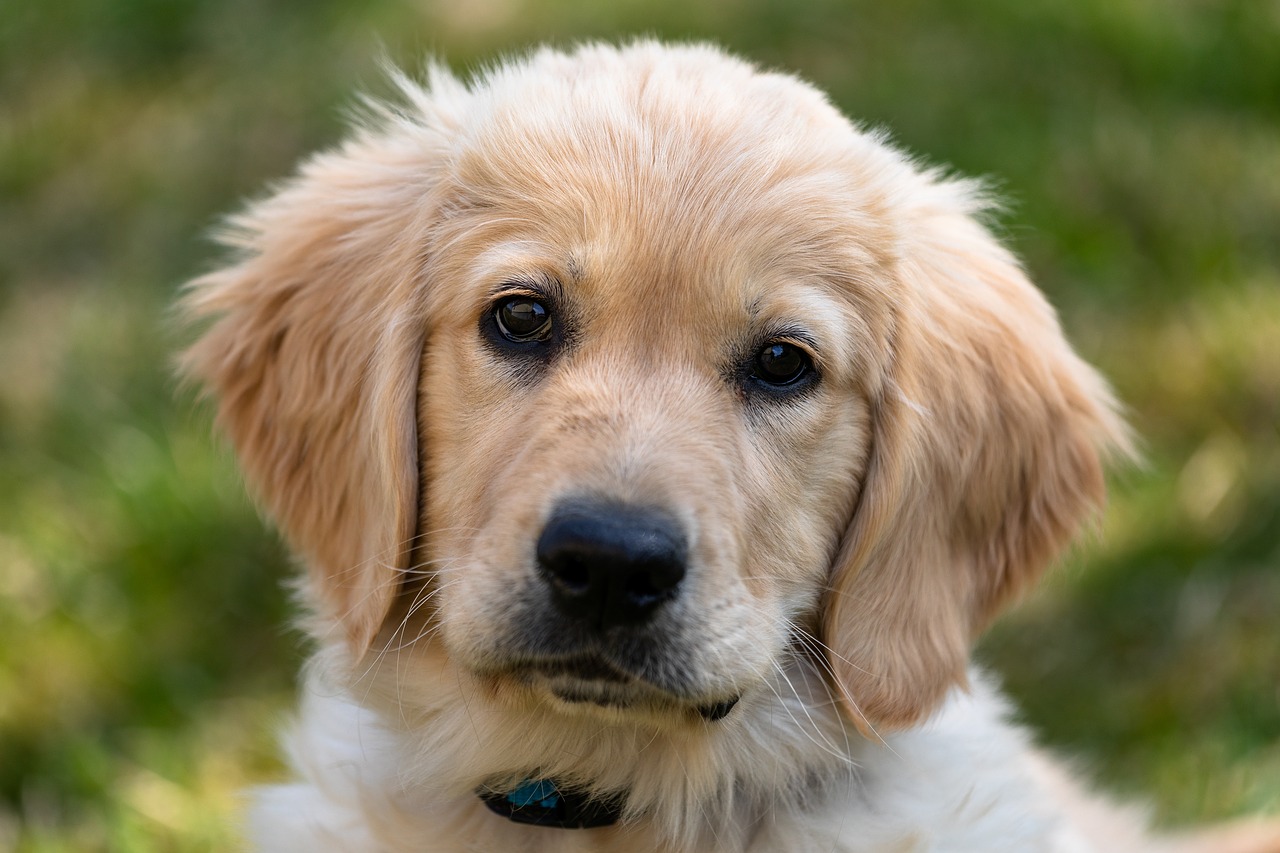 Cane di razza Golden Retriever