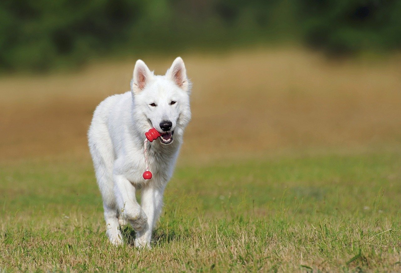 Dopo la nascita della figlia, cane rinchiuso in garage per 5 mesi