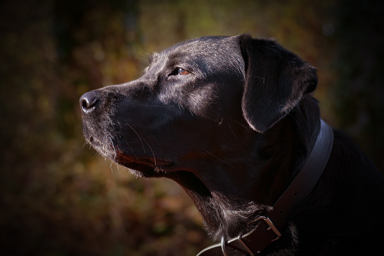 Cane al funerale della proprietaria