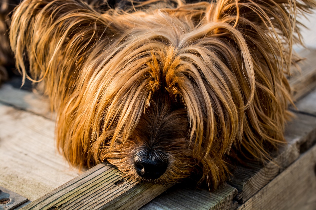 Dopo una vita in gabbia, cane Yorkshire libero per la prima volta