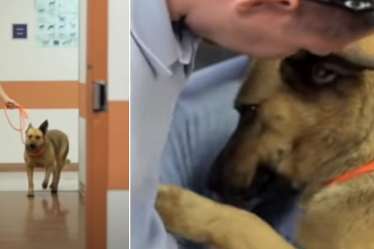 Dora, la cagnolina scomparsa rivede la sua famiglia dopo 7 mesi